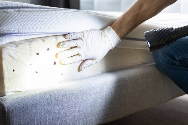 Best Bed Bug Extermination  in West Point, KY